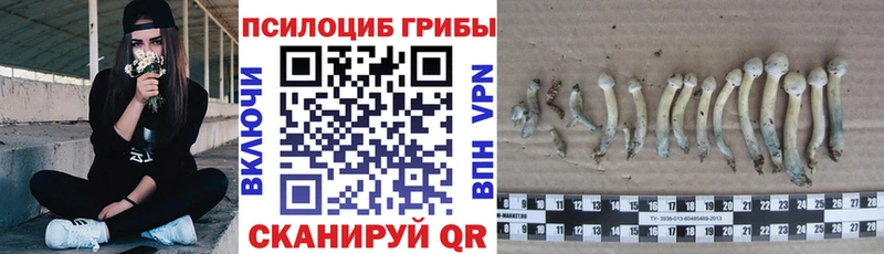Галлюциногенные грибы прущие грибы  Мончегорск 