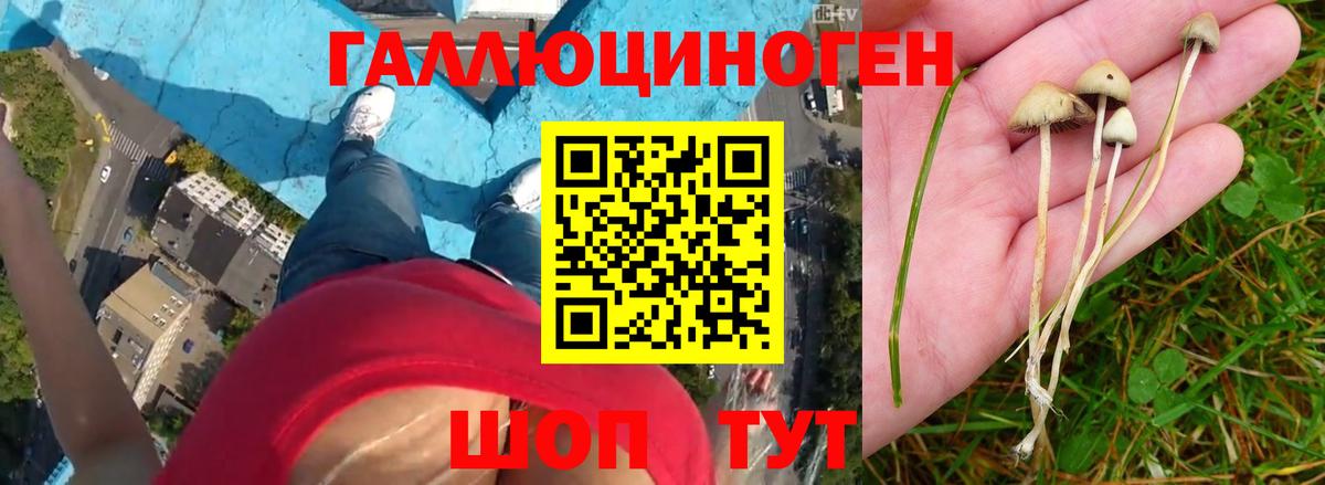 Псилоцибиновые грибы GOLDEN TEACHER  Галлюциногенные грибы MAGIC MUSHROOMS  где можно купить наркотик  Вход с VPN  Мончегорск 